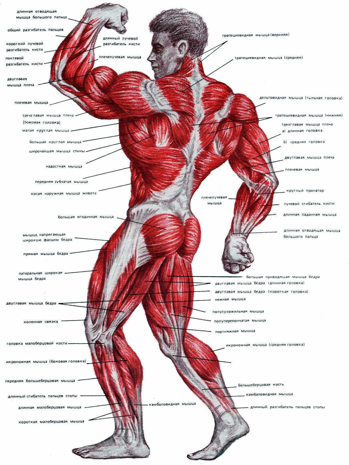 Карту качок. Строение человека мышцы анатомия. Анатомия мышечной структуры человека. Мышечная система схема. Строение мышц человека схема.