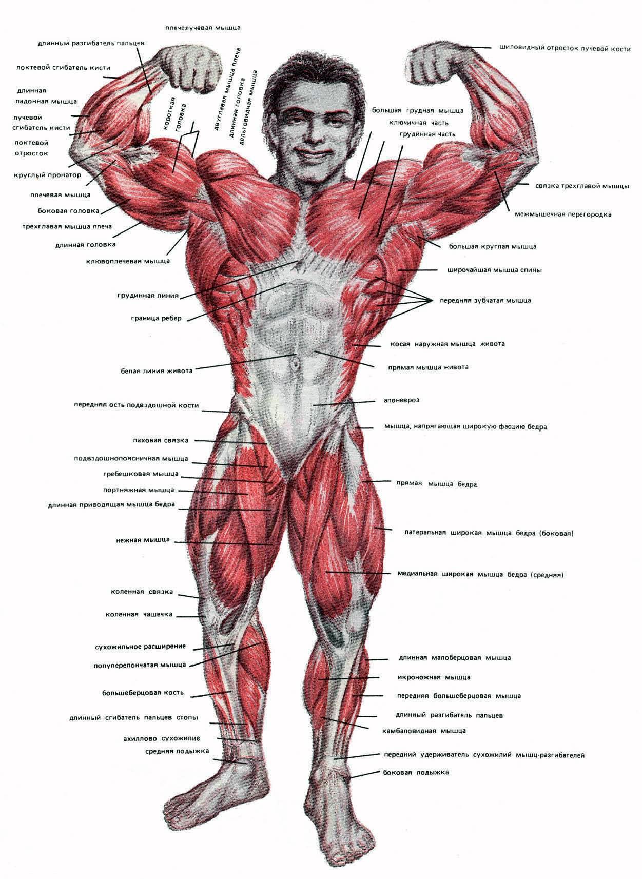 Верхняя часть человека. Анатомия мышцы человека культуриста. Схема мышц и связок человека. Строение тела человека мышцы и сухожилия. Мышцы и связки человека.